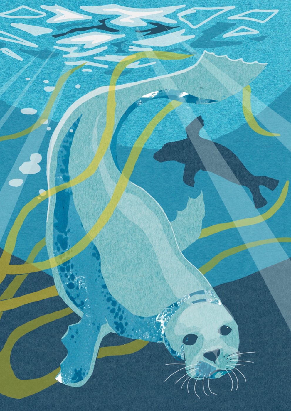 Nature Notebook: Seal